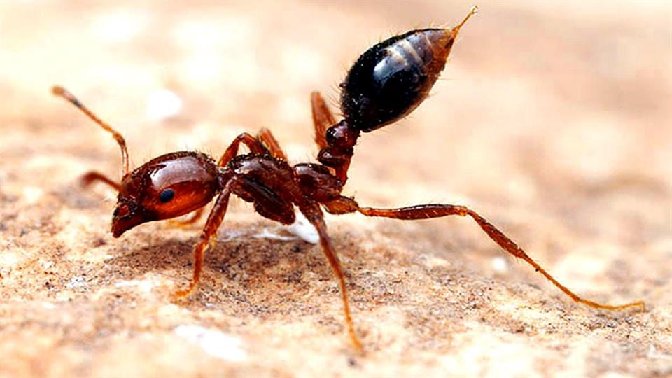 Kiến lửa - Fire ants